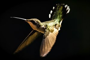 Photo taken by Arindam Dasgupta called "The Gymnast"